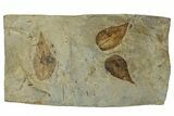 Wide Plate with Three Fossil Leaves (Zizyphus) - Montana #262379-1